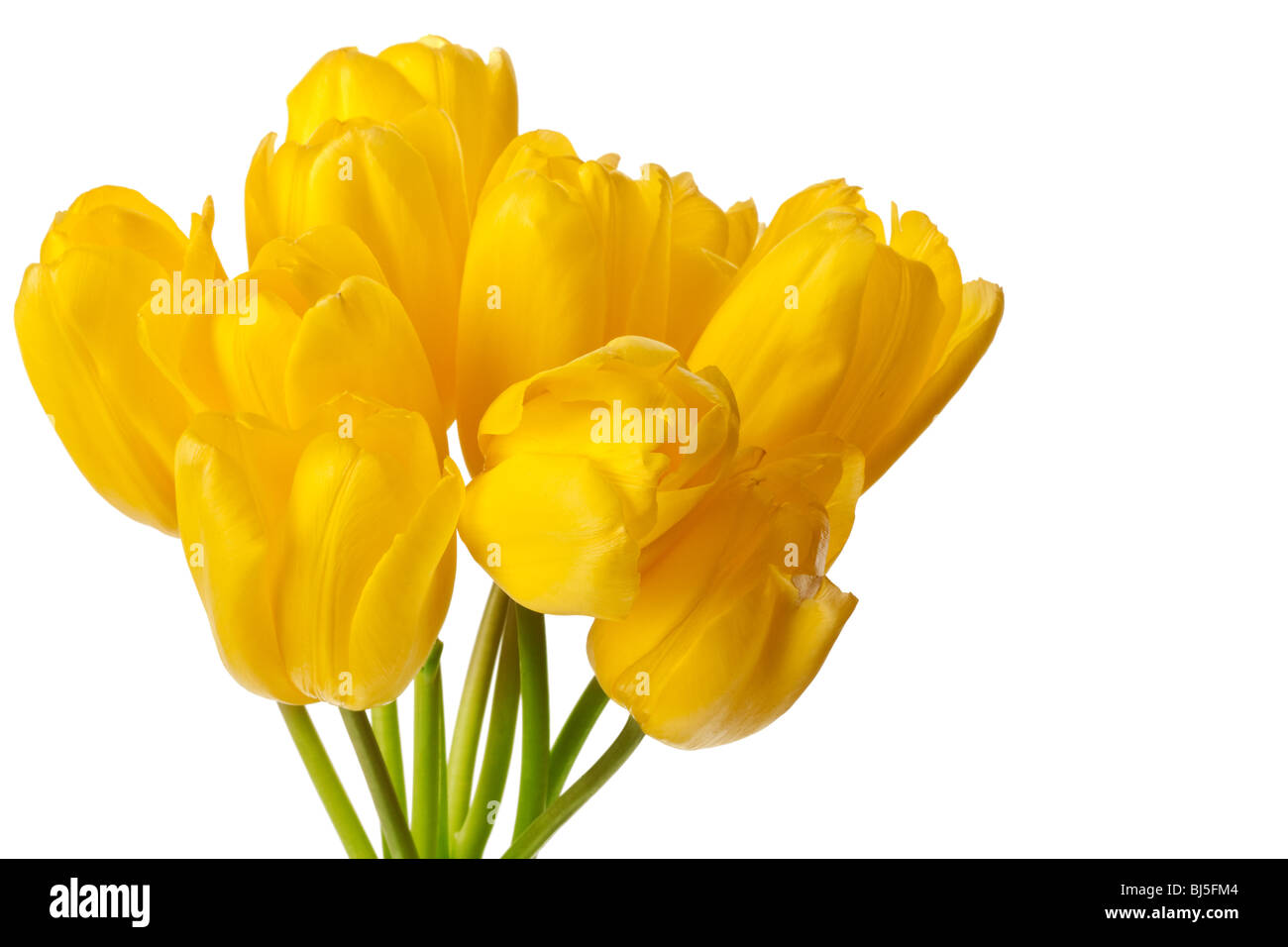 La molla tulipani isolato su un puro Sfondo bianco Foto Stock