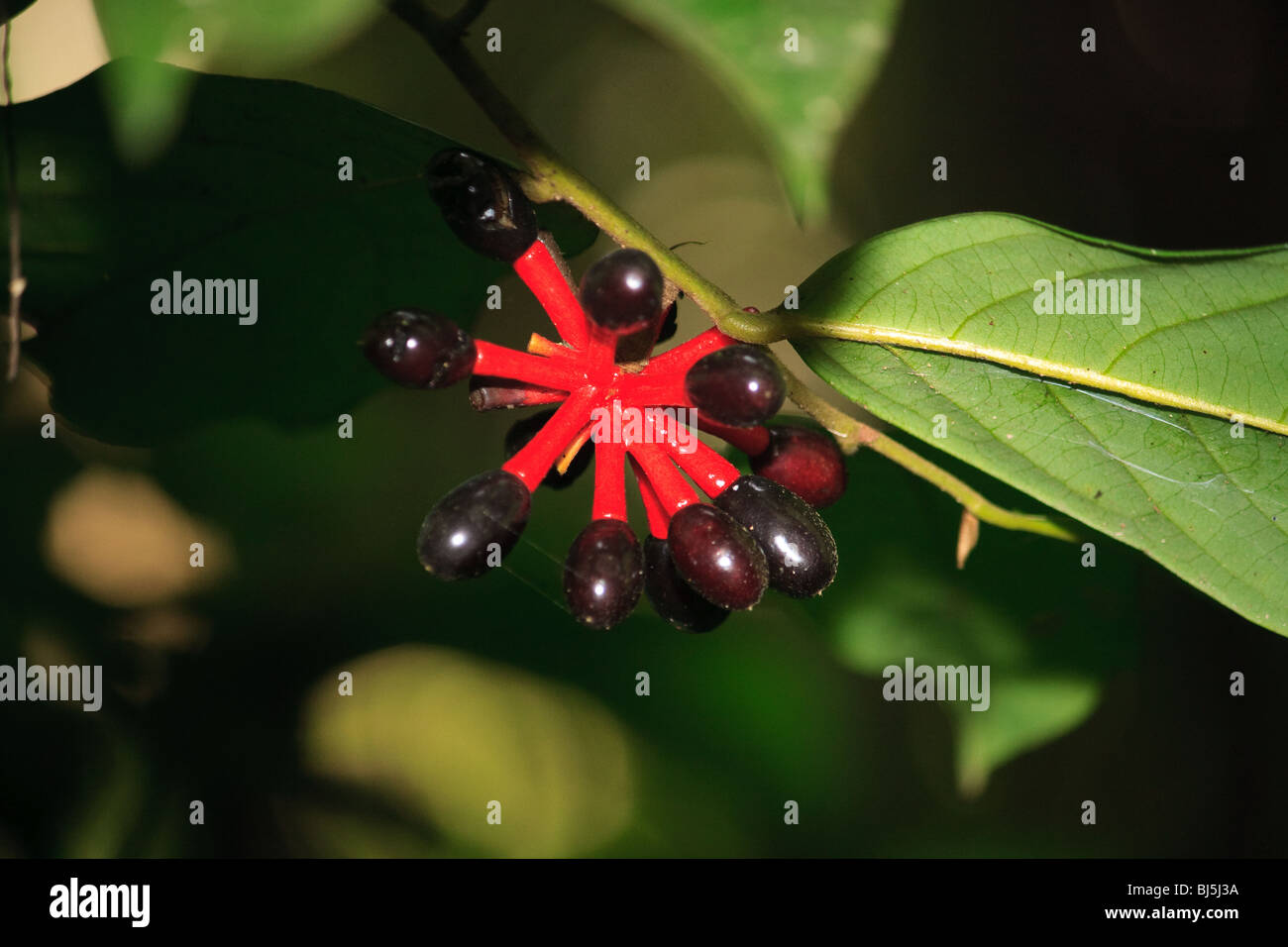 Afi Africa Cross River Nigeria Pandrillus Foto Stock