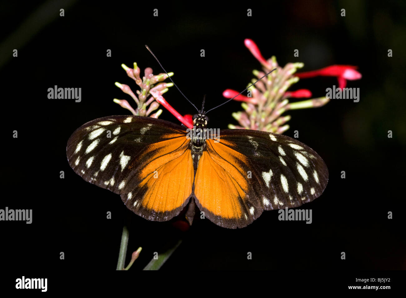 Tiger Longwing butterfly nella foresta pluviale Veragua vicino Limon Costa Rica. Foto Stock