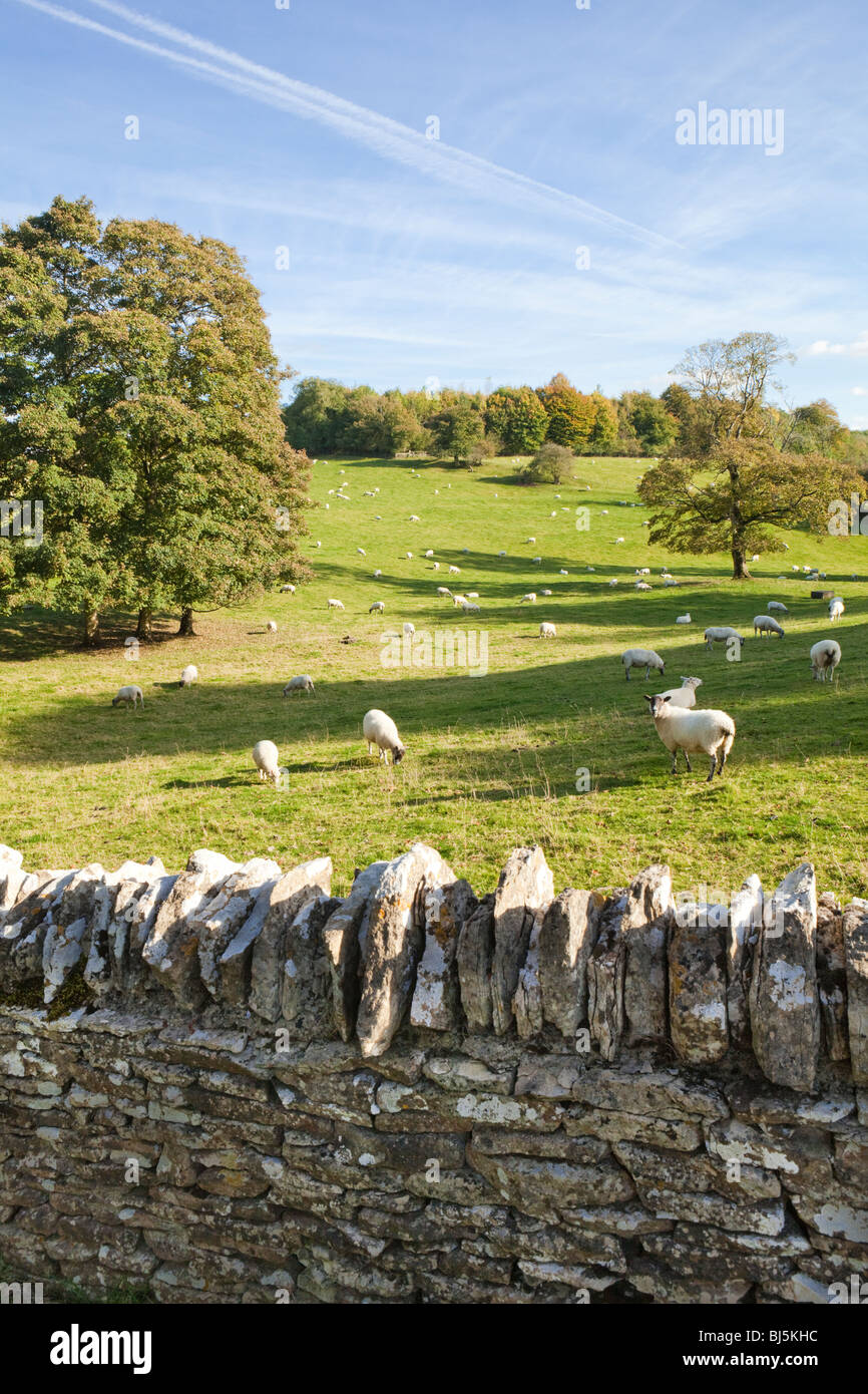 Pecora che pascola i campi accanto al villaggio Costwold di Notgrove, Gloucestershire Foto Stock