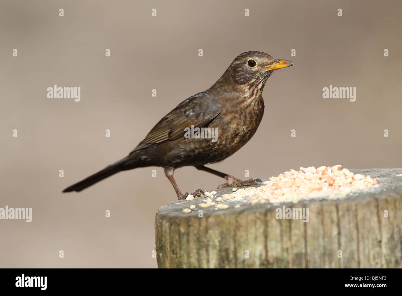 Merlo femmina al tavolo degli uccelli Foto Stock
