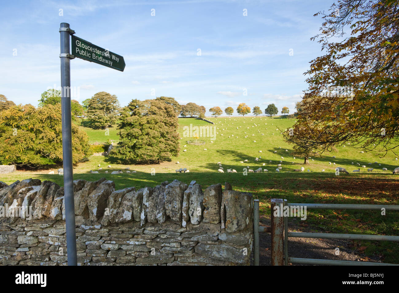 Pecora che pascola i campi attraversata dal modo del Gloucestershire accanto al villaggio Costwold di Notgrove, Gloucestershire Foto Stock
