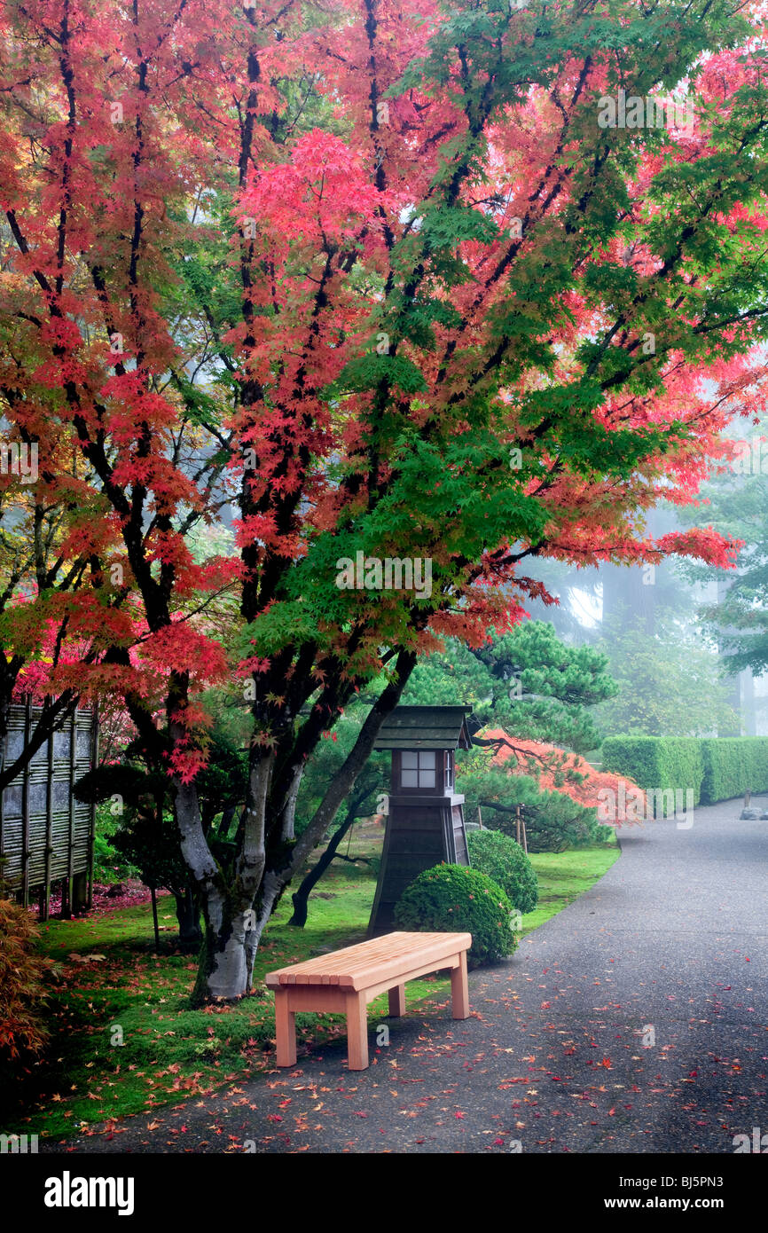 Panca e caduta di colore acero giapponese albero a Portland Giardini Giapponesi, Oregon Foto Stock