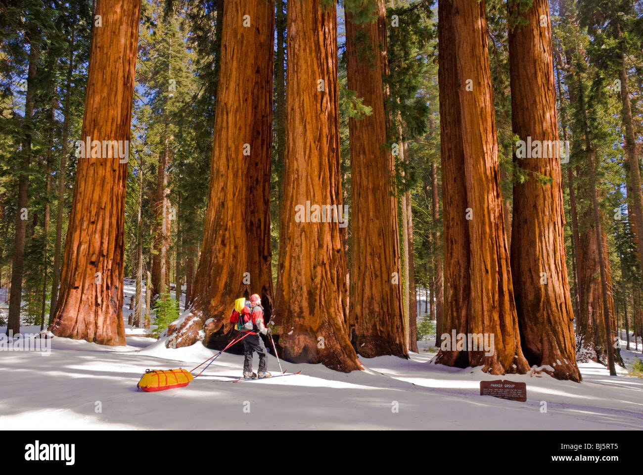 Backcountry rider presso il gruppo Parker di sequoie giganti, Foresta Gigante, Sequoia National Park, California Foto Stock