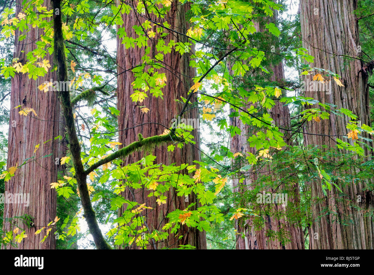 Redwoods e grandi foglie di acero in autunno a colori. Jedediah Smith Redwoods State Park, California Foto Stock