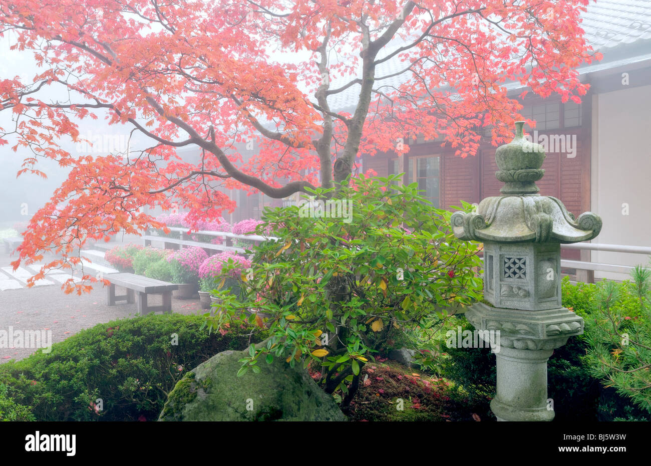 Caduta giapponese color acero con nebbia e crisantemi e lanterna. Portland Giardini Giapponesi, Oregon Foto Stock