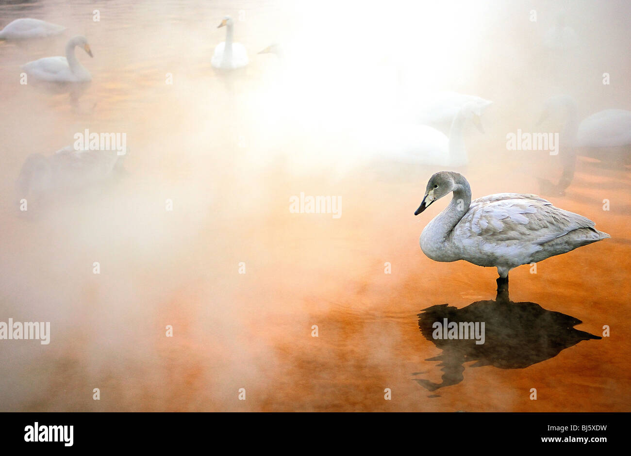 Whooper Swan - Lago di Kussharo, Hokkaido, Giappone Foto Stock
