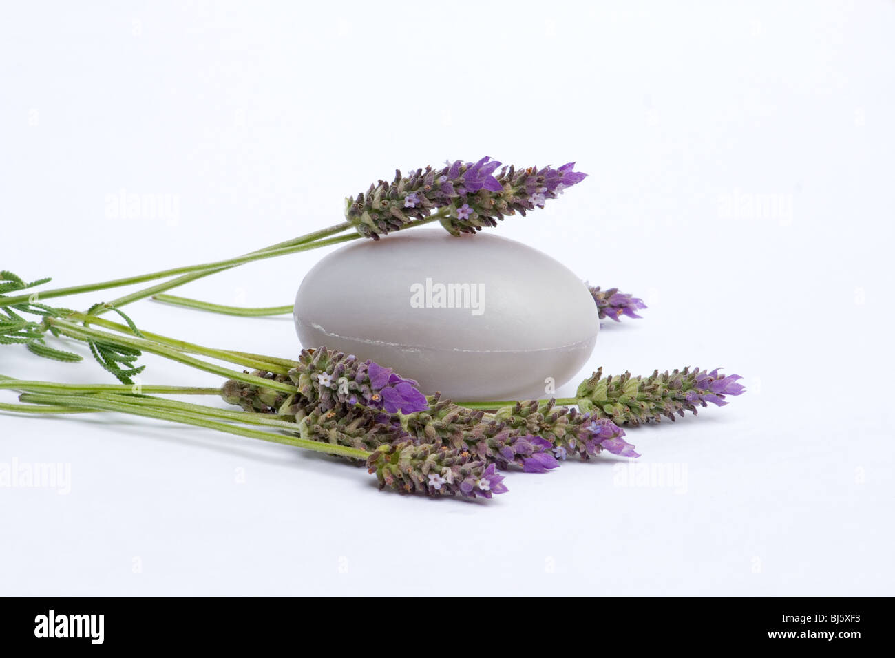 Barra di lavanda sapone e Lavanda fiori su sfondo bianco Foto Stock