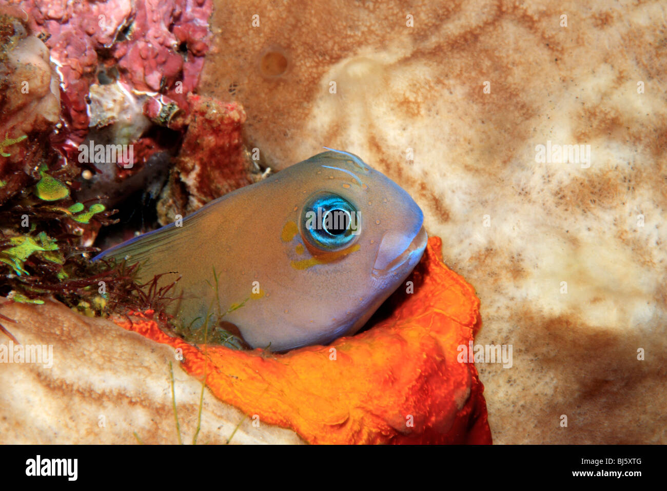 Bicolor combtooth bavose, Ecsenius bicolor. Tulamben, Bali, Indonesia. Mare di Bali, Oceano Indiano Foto Stock