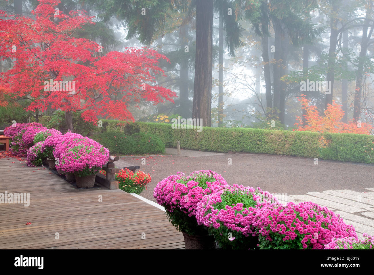 Caduta giapponese color acero con nebbia e crisantemi. Portland Giardini Giapponesi, Oregon Foto Stock