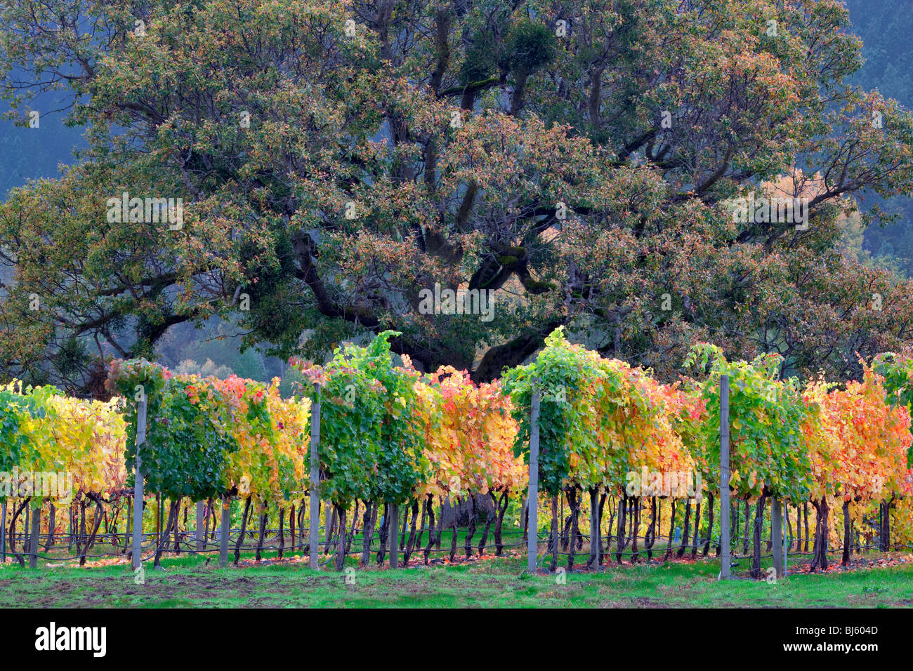 Vigneto e quercia in autunno a colori. Vicino Applegate ha, Oregon Foto Stock