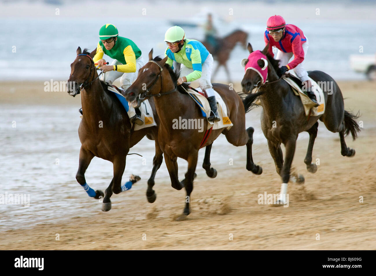 I cavalli purosangue durante una gara su una spiaggia, Cadiz, Spagna Foto Stock