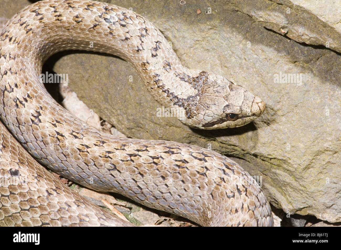 Colubro Liscio Coronella Austriaca Foto Stock Alamy