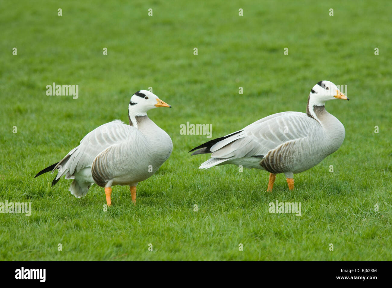 Bar-guidato oche (Anser indicus). Coppia. Foto Stock