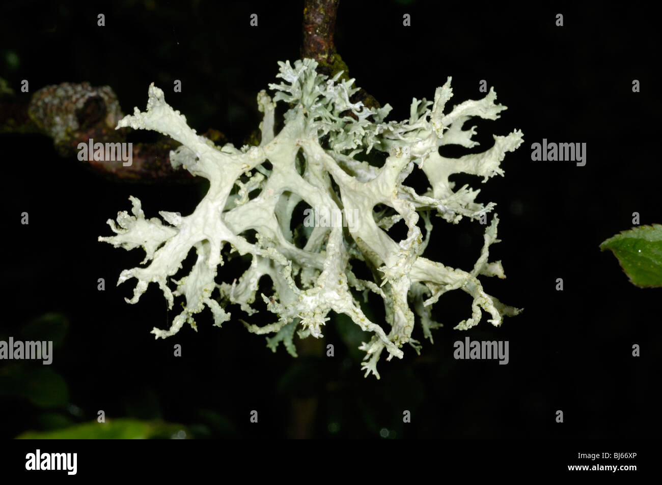 Muschio di quercia, evernia prunastri' Foto Stock