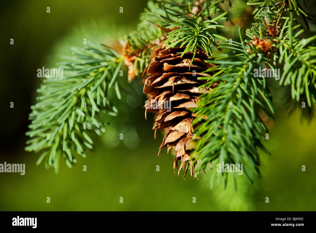 Albero sempreverde Pino e sfondo a cono Foto Stock