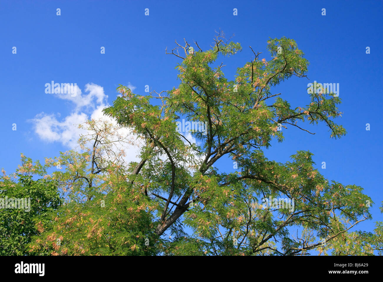 albero sopra il cielo Foto Stock