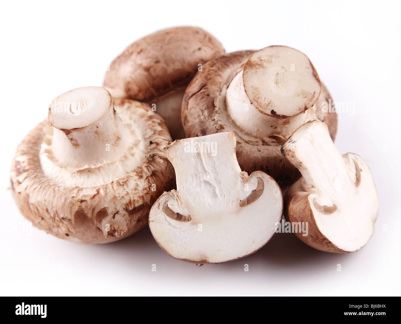 Funghi champignon reale su sfondo bianco Foto Stock