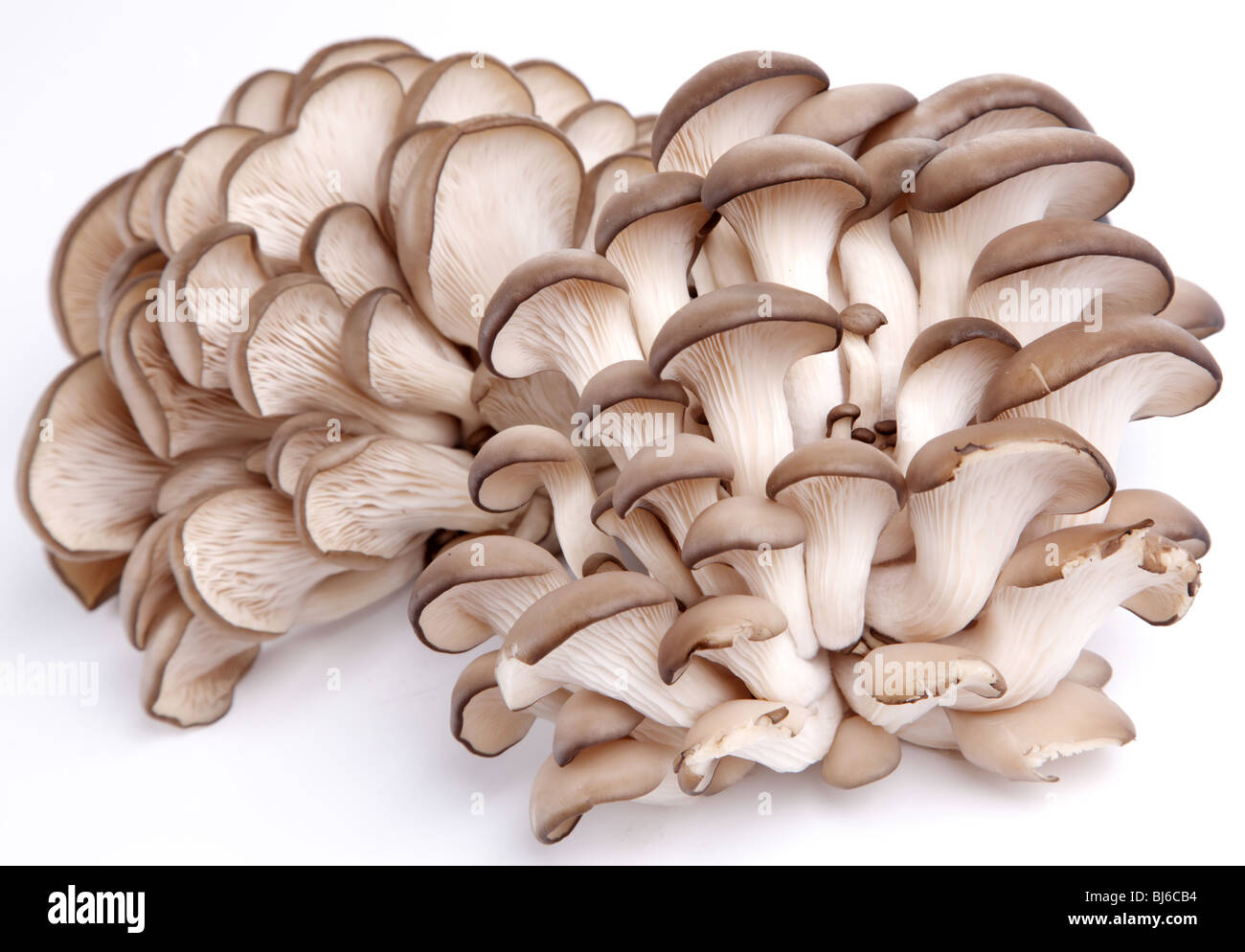Funghi Oyster su sfondo bianco Foto Stock