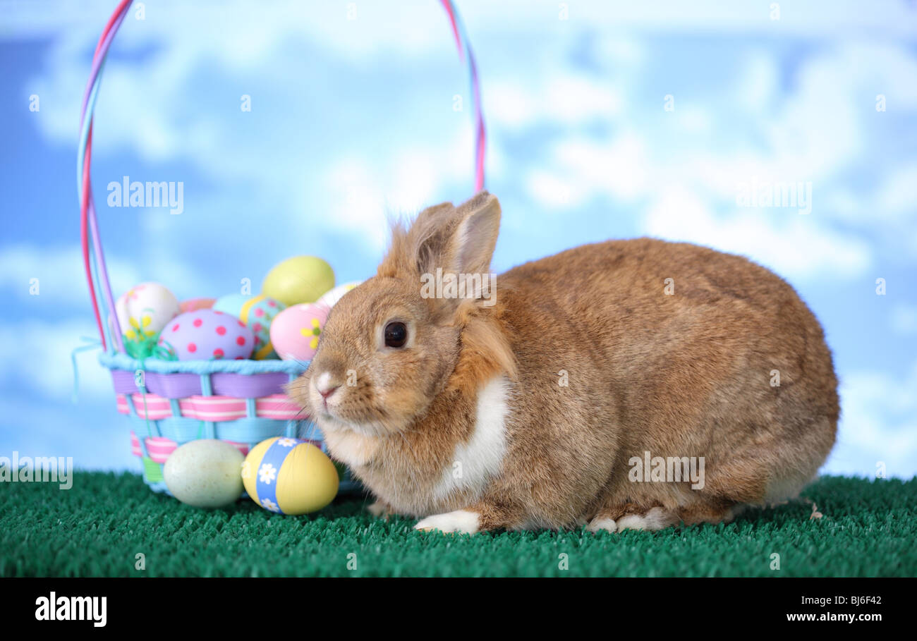 Bunny e cesto di Pasqua Foto Stock