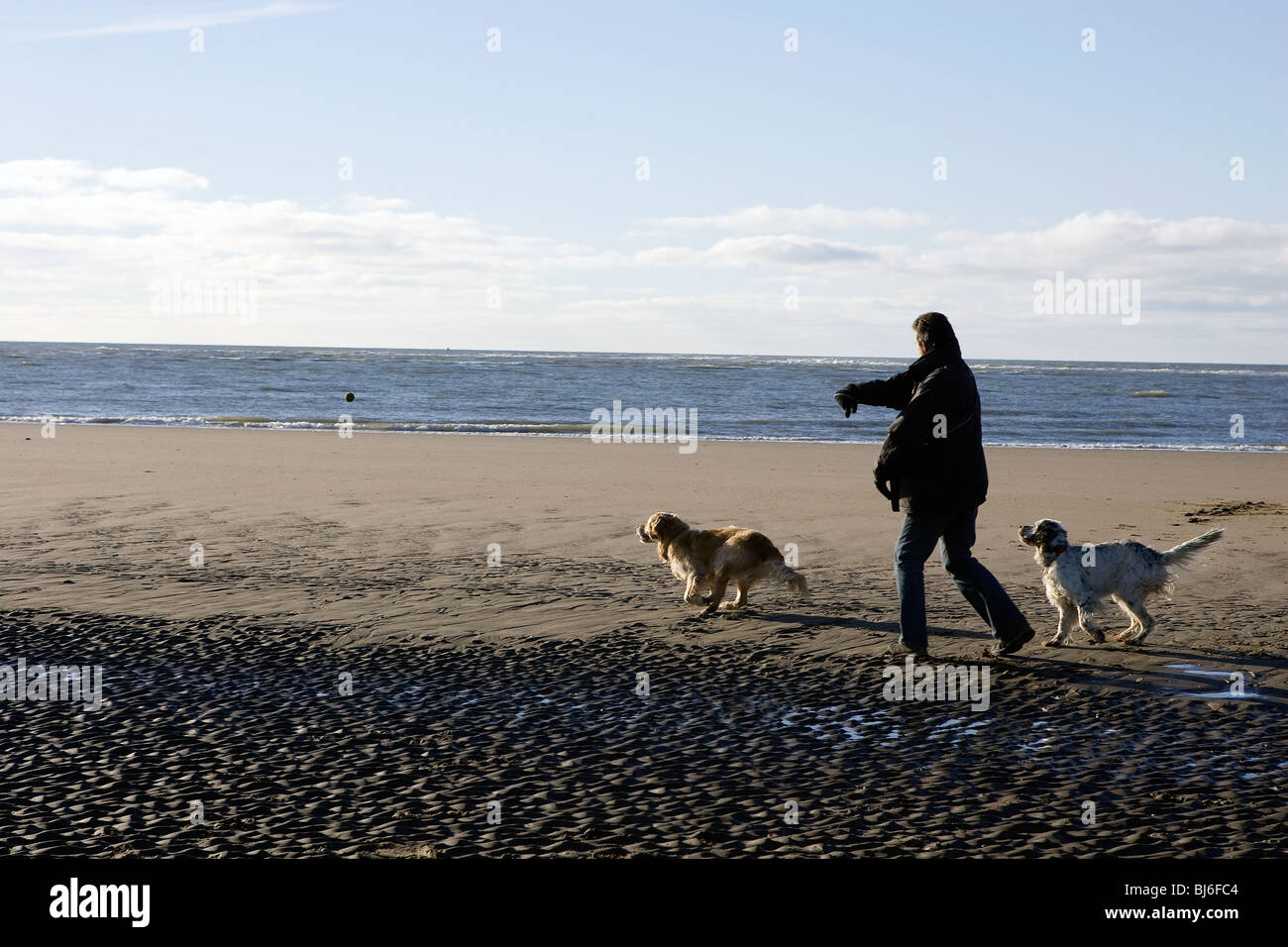 Un uomo che cammina cani su una spiaggia di sabbia e di lanciare una palla. Foto Stock