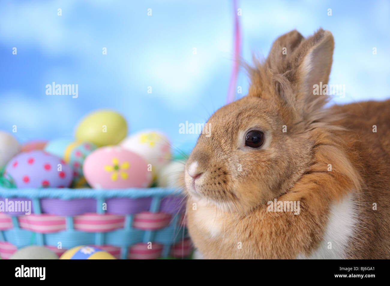 Bunny e cesto di Pasqua, primo piano Foto Stock