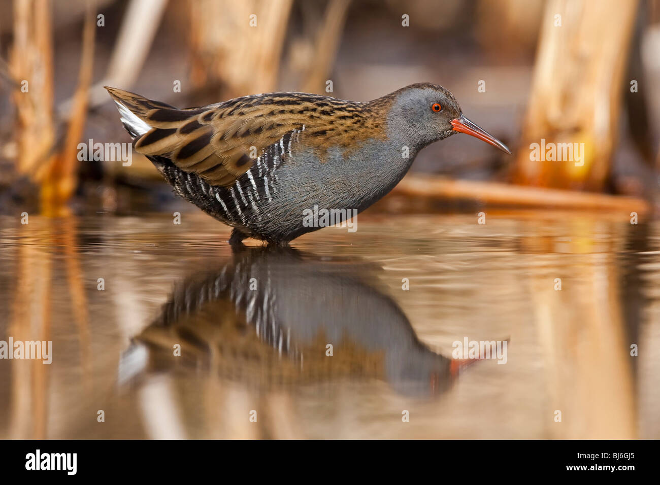 Porciglione guadare in acque poco profonde. Foto Stock