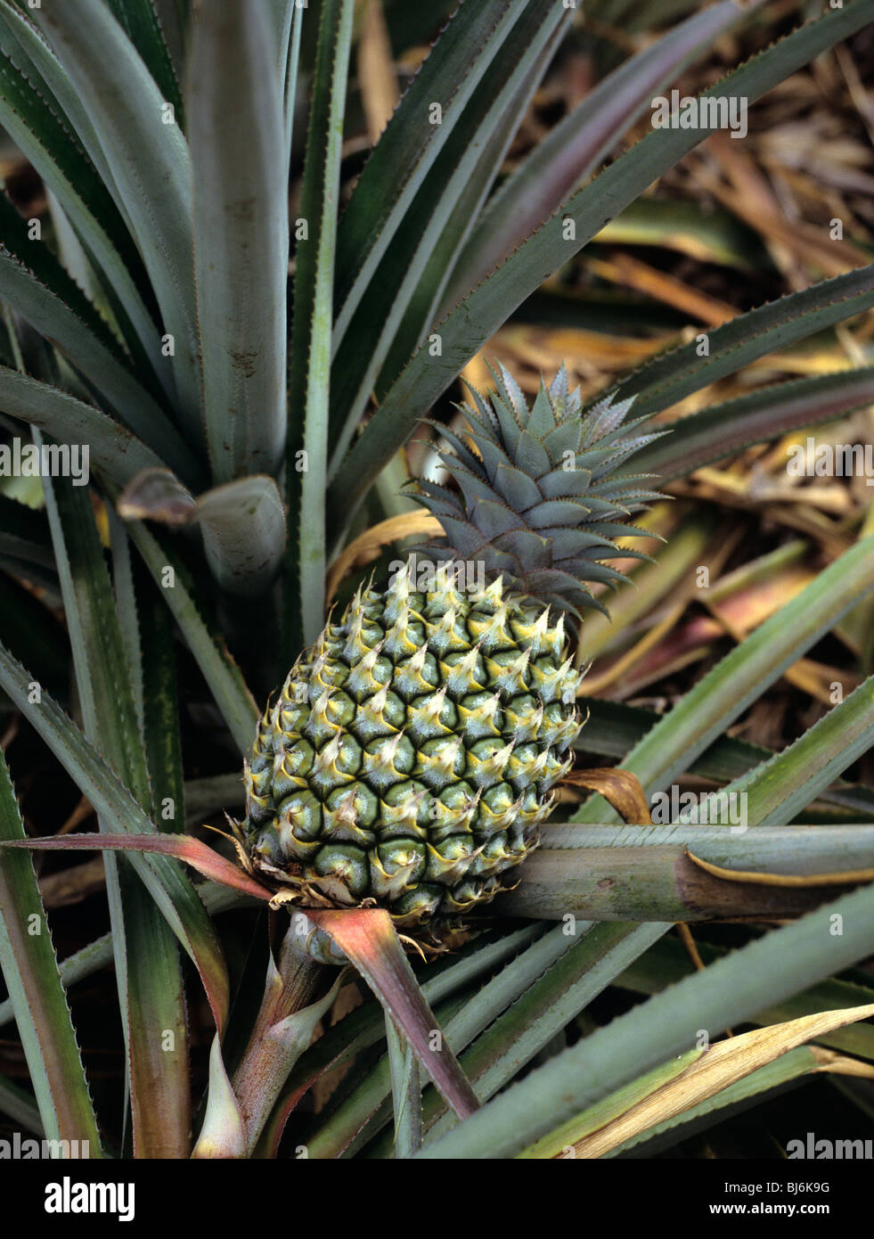 Close up di ananas Foto Stock
