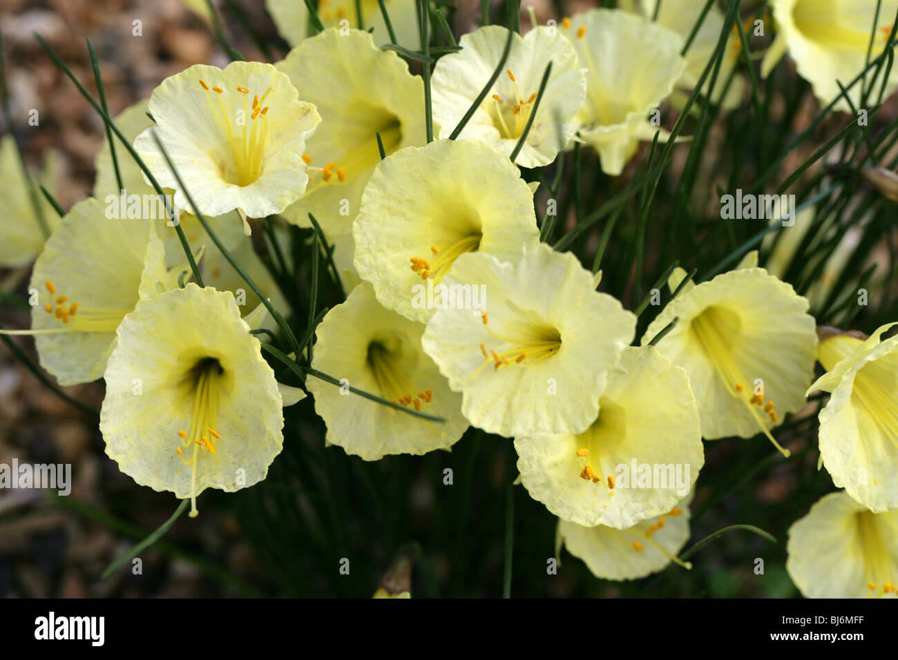 Narcissus Romieuxii, Amaryllidaceae, Marocco, Africa del Nord Foto Stock