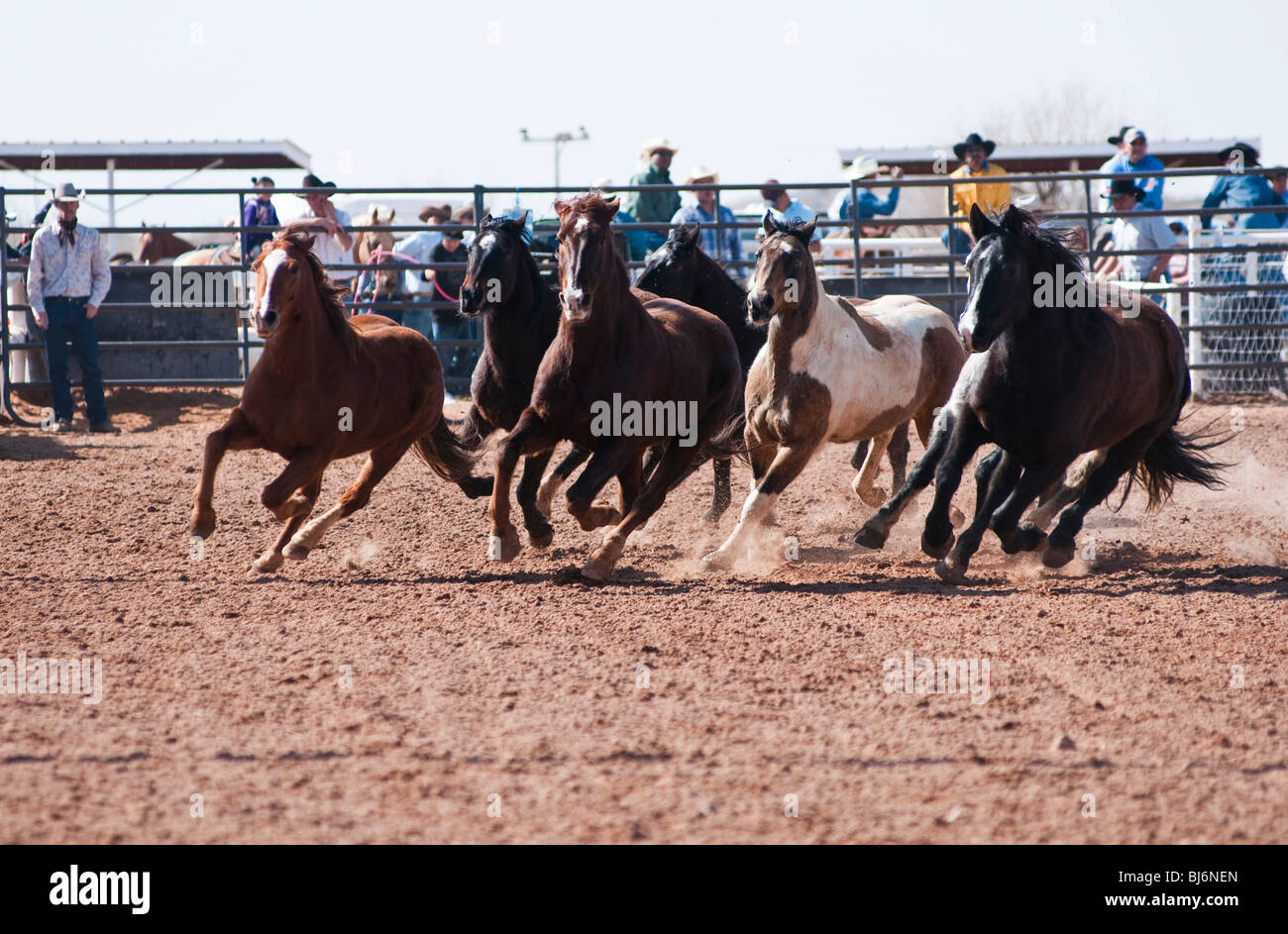 Rodeo cavalli stock eseguire nell'arena prima di iniziare l'O'Odham Tash tutti-indian rodeo Foto Stock