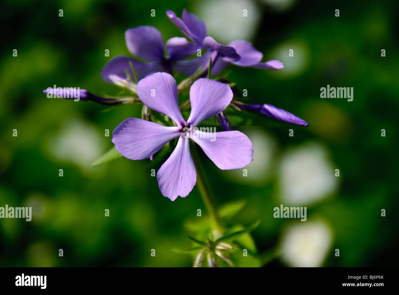 Close-up di phlox divaricota flower cluster. Foto Stock