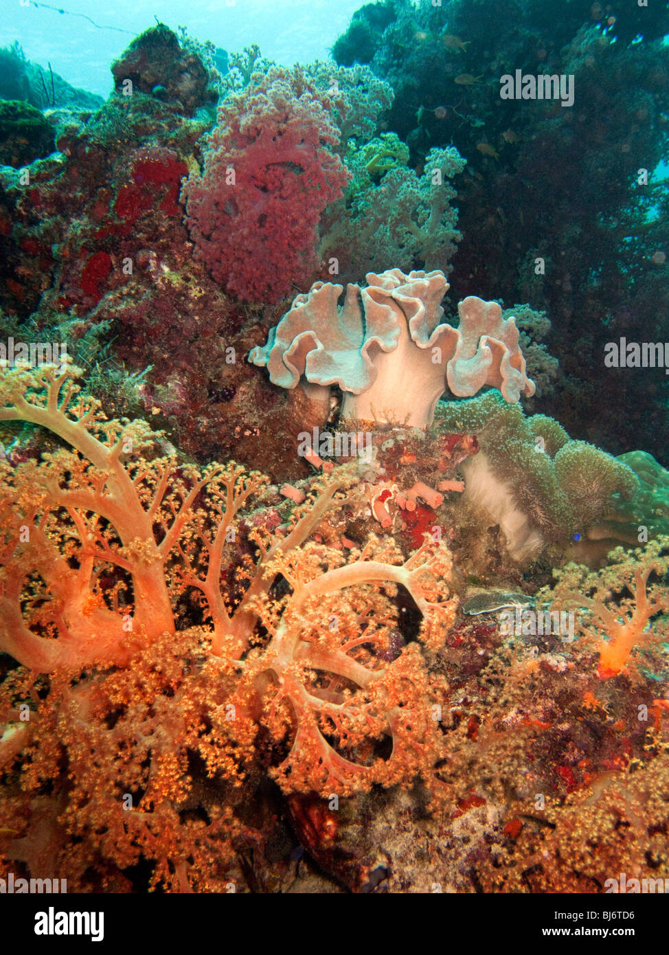 Indonesia Sulawesi, Wakatobi. National Park, subacquea, colorati coralli molli Foto Stock