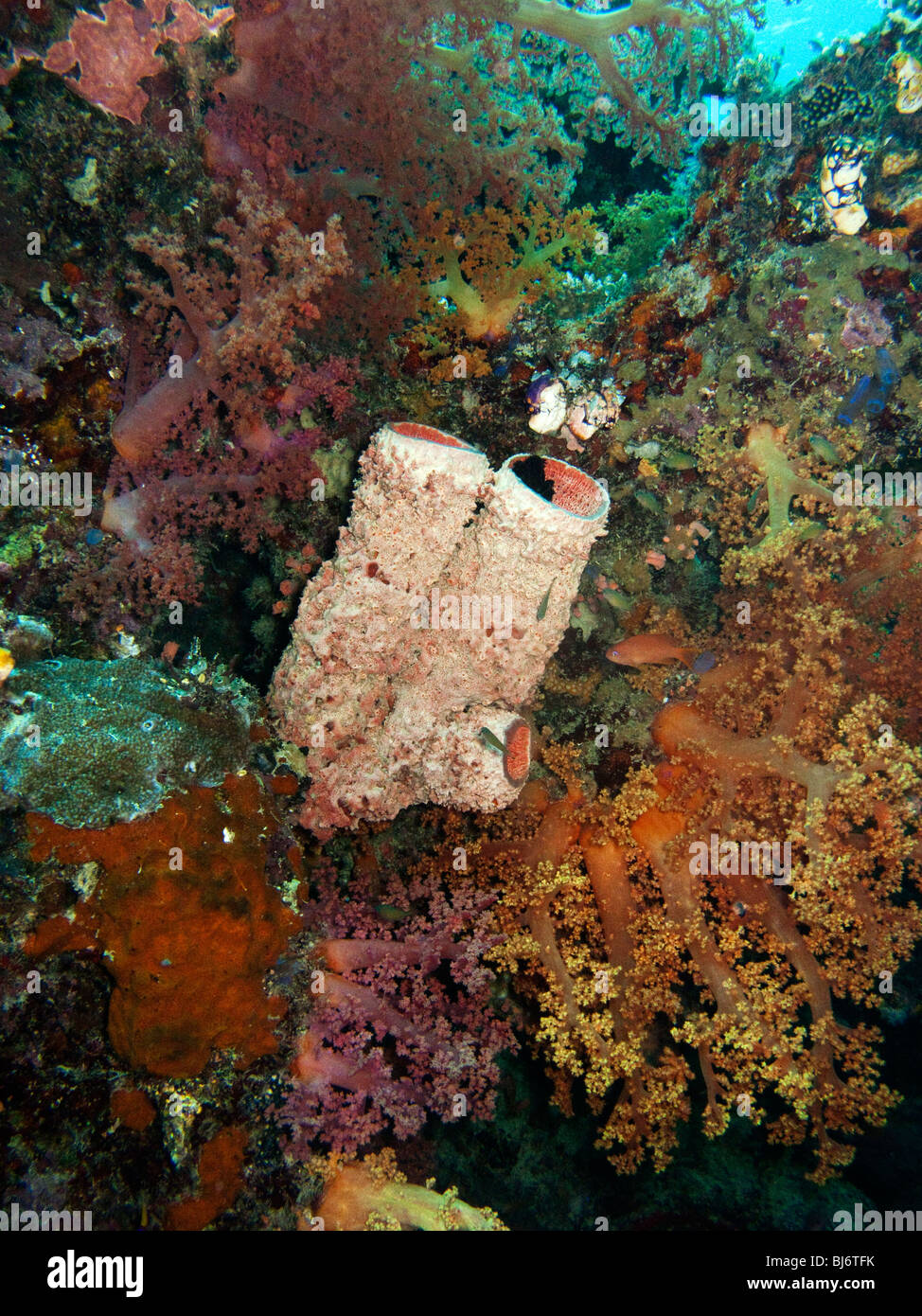 Indonesia Sulawesi, Wakatobi. National Park, subacquea, spugna per tubo tra i colorati coralli molli Foto Stock