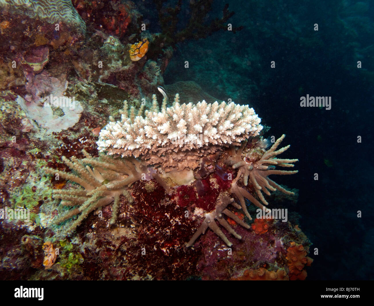 Indonesia Sulawesi, Wakatobi. Parco Nazionale, Coral reef subacqueo, diversi colorati coralli duri Foto Stock