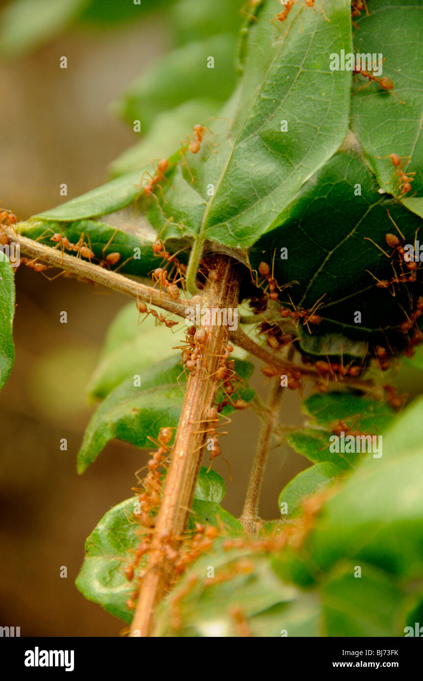 Red ant nest , ko kret (Koh Kred ),Bangkok , Thailandia Foto Stock