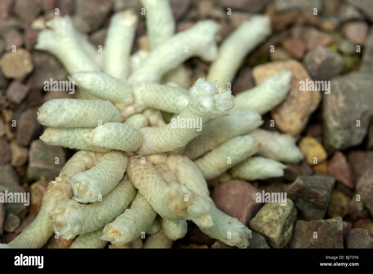 Avonia, Dvärgökenvira (Anacampseros papyracea) Foto Stock