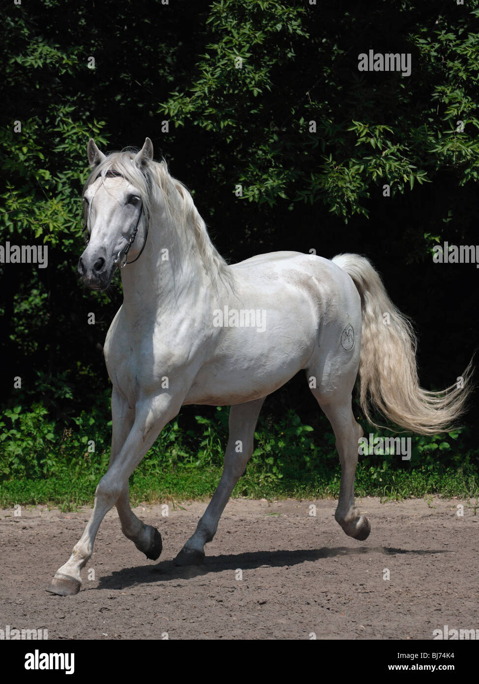 Bianco stallone spagnolo in un anello di formazione. Cavallo andaluso (Equus caballus ferus) Foto Stock