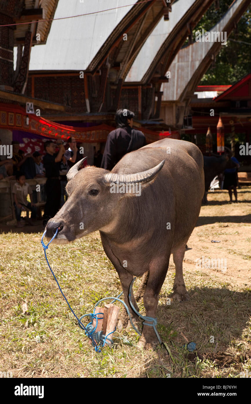 Indonesia Sulawesi, Tana Toraja, Bebo village, Torajan funerale, buffalo in attesa di macellazione rituale Foto Stock