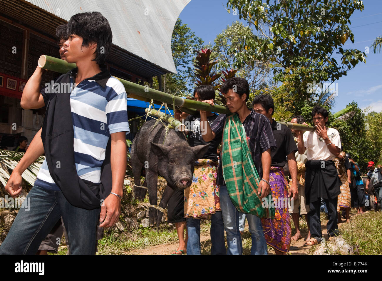 Indonesia Sulawesi, Tana Toraja, Bebo, Torajan funerali lutto portando a capriate suini da macello Foto Stock
