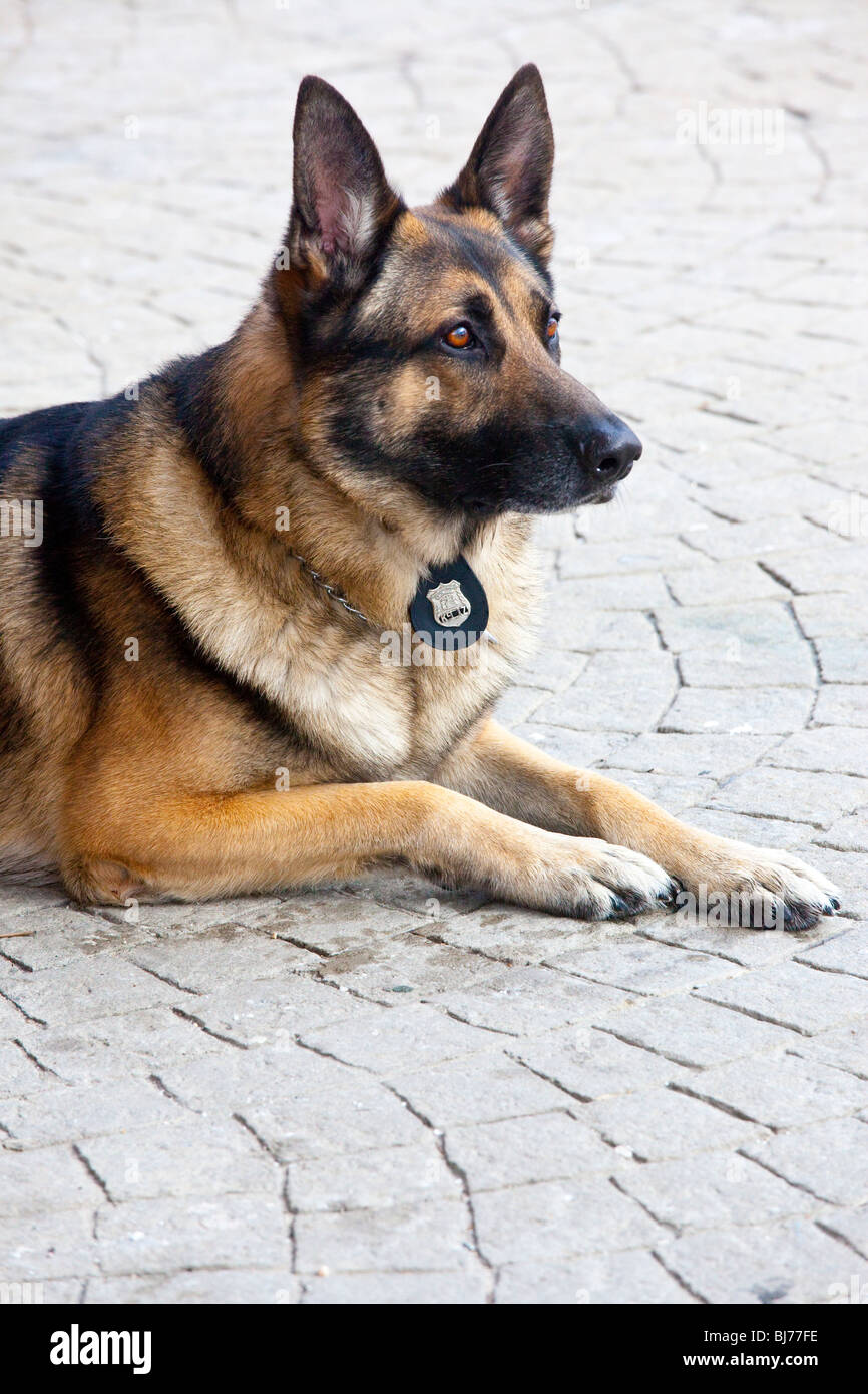 K-9 cane unità di polizia in corrispondenza di una stazione di LIRR nella città di New York Foto Stock