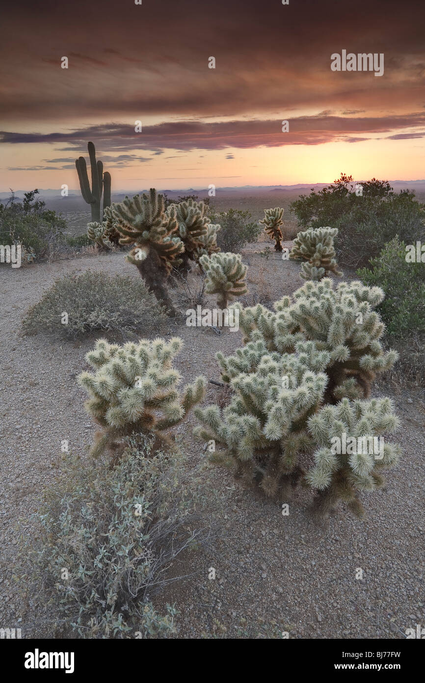 Orsacchiotto di peluche Chollas al tramonto, Picco Pinnacolo, Scottsdale, AZ, Stati Uniti d'America Foto Stock