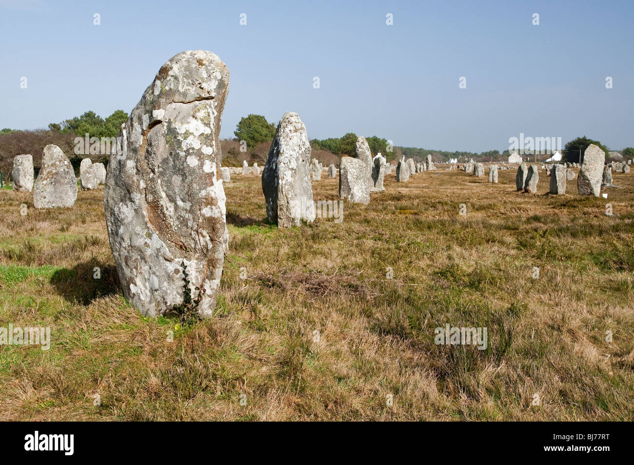 Alignements du Menec, pietre permanente a Carnac nel Morbihan ( Brittany, Francia, Europa) Foto Stock