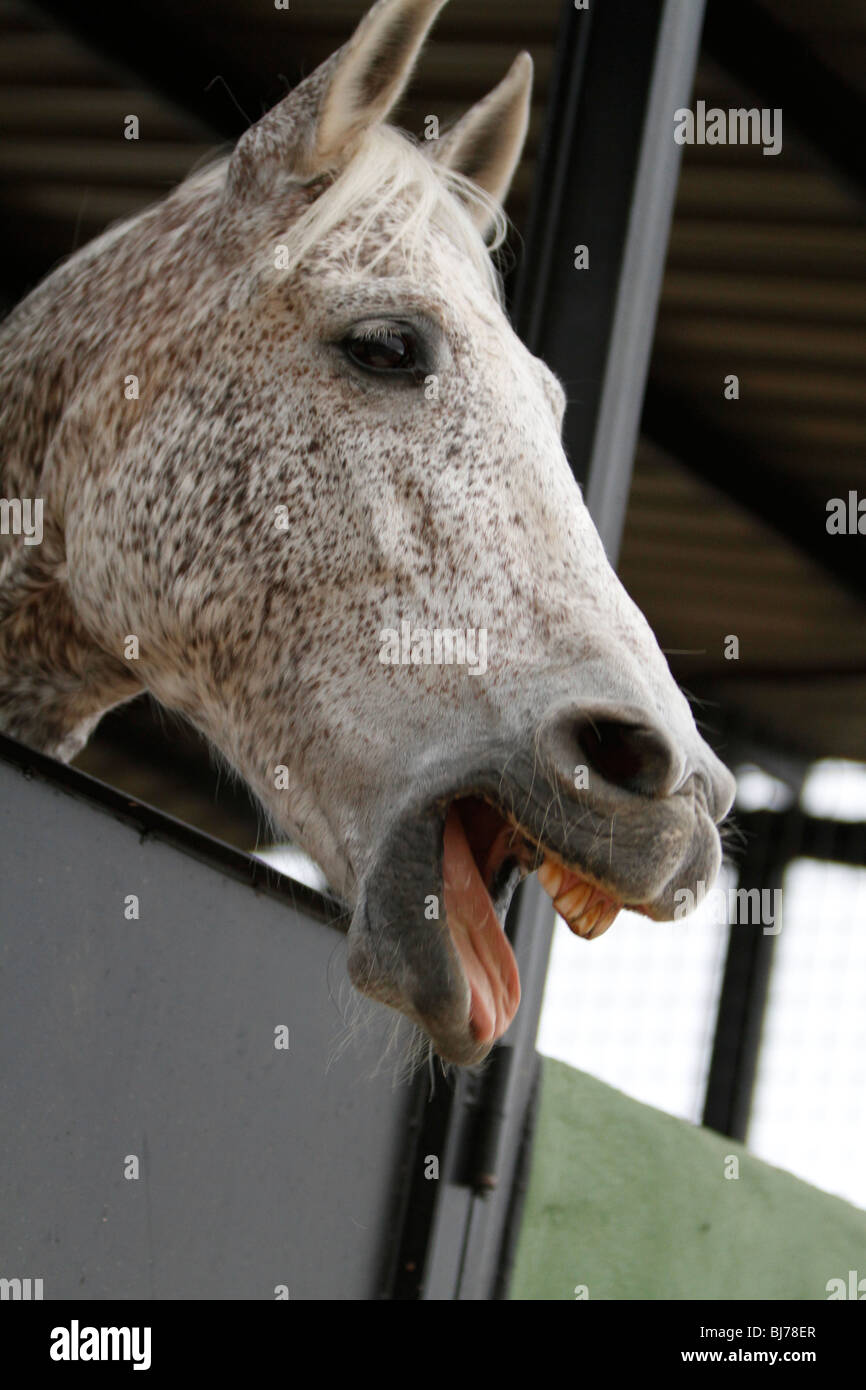 Cavallo Bianco con macchie marroni funny pongono a sbadigliare in aria aperta stabile aperta mese Foto Stock