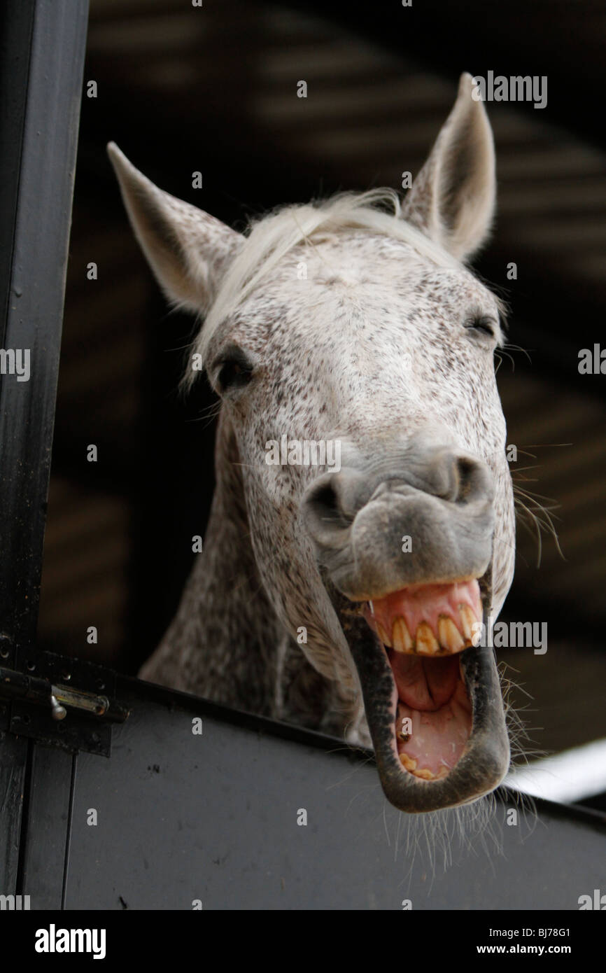 Cavallo Bianco con macchie marroni funny pongono a sbadigliare in aria aperta stabile aperta mese Foto Stock