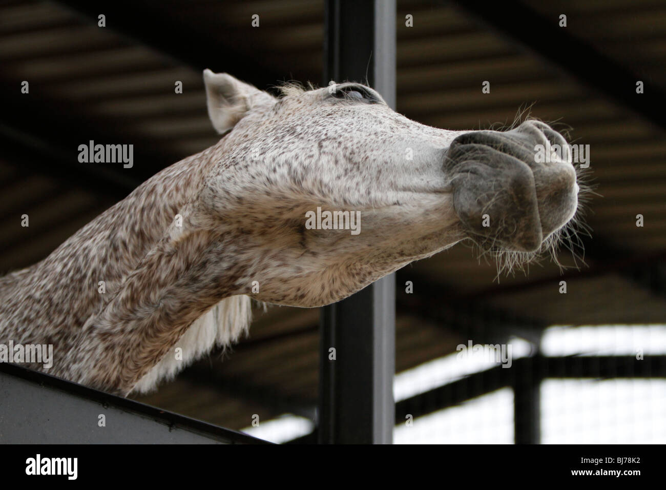 Cavallo Bianco con macchie marroni funny pongono a sbadigliare in aria aperta stabile aperta mese Foto Stock