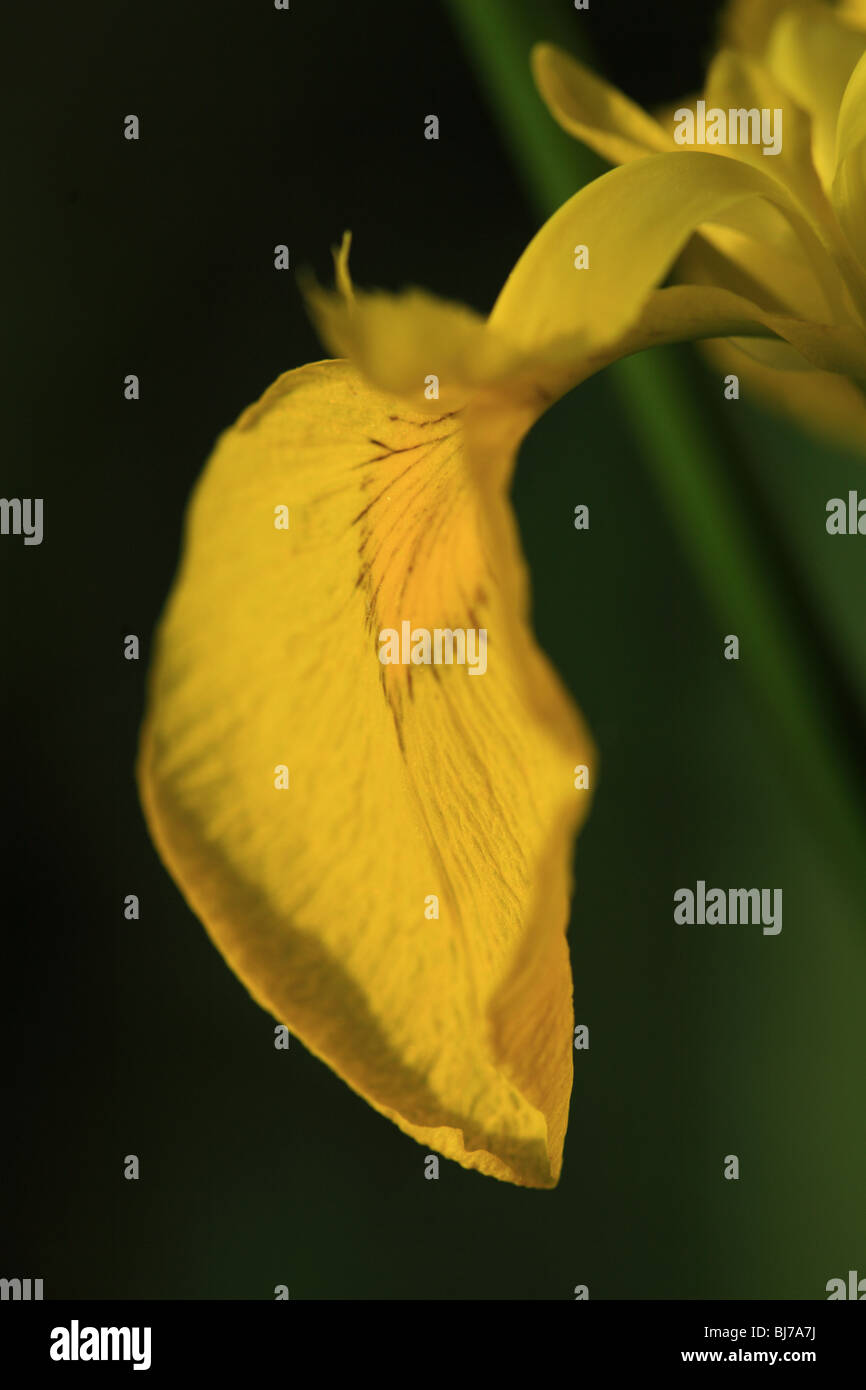 Close up di un singolo petalo di un giallo iris barbuto Foto Stock