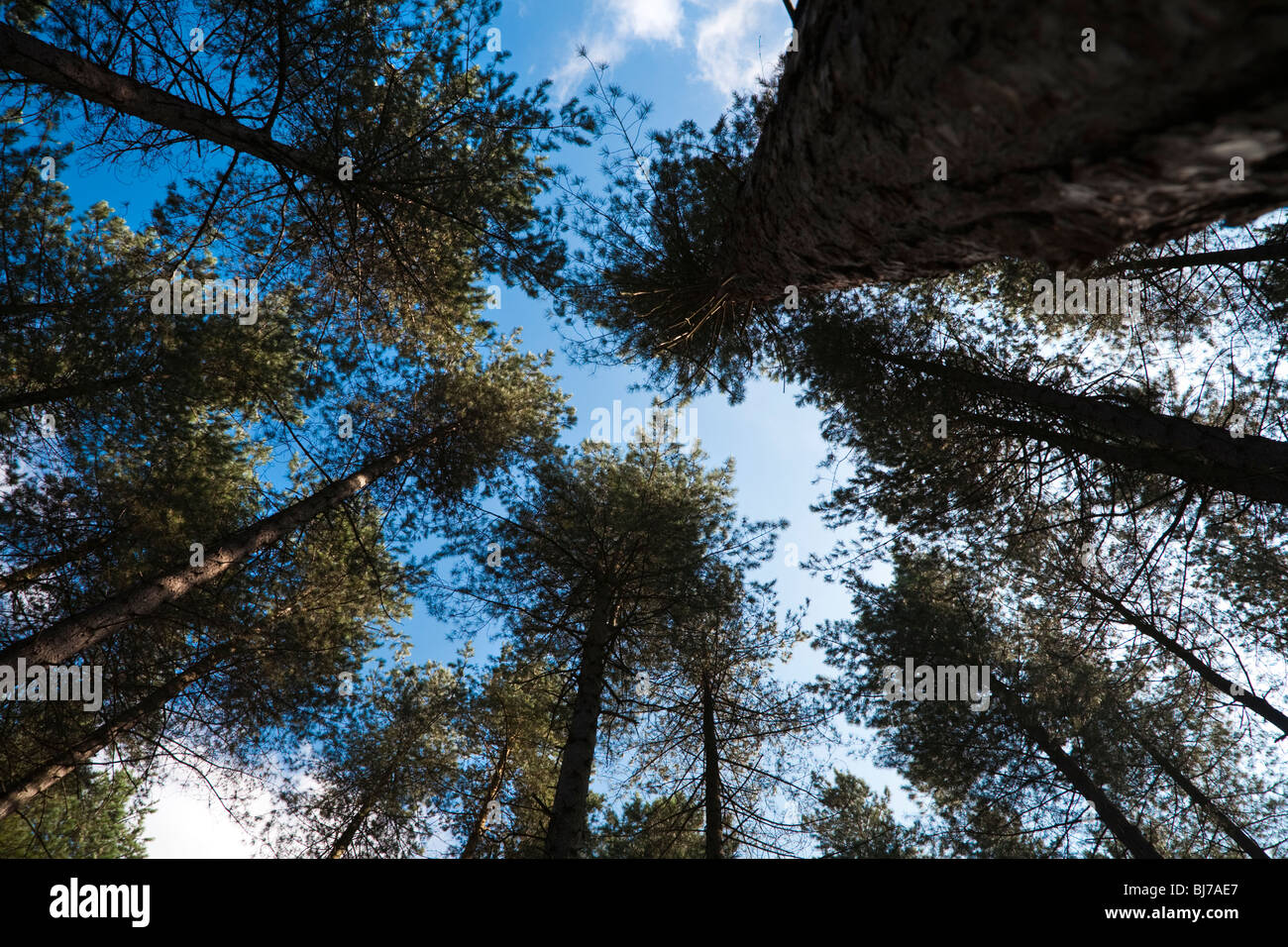 Alberi di pino nella foresta e cielo Foto Stock