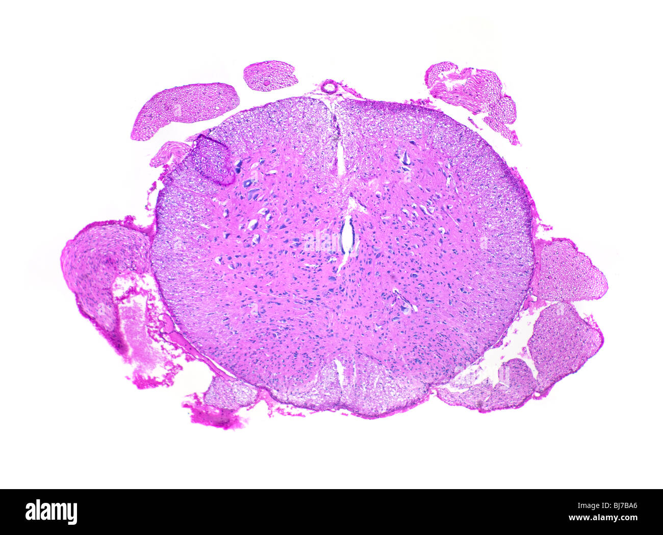 Campo chiaro photomicrpgraph del midollo spinale di ratto, Ratus ratus Foto Stock