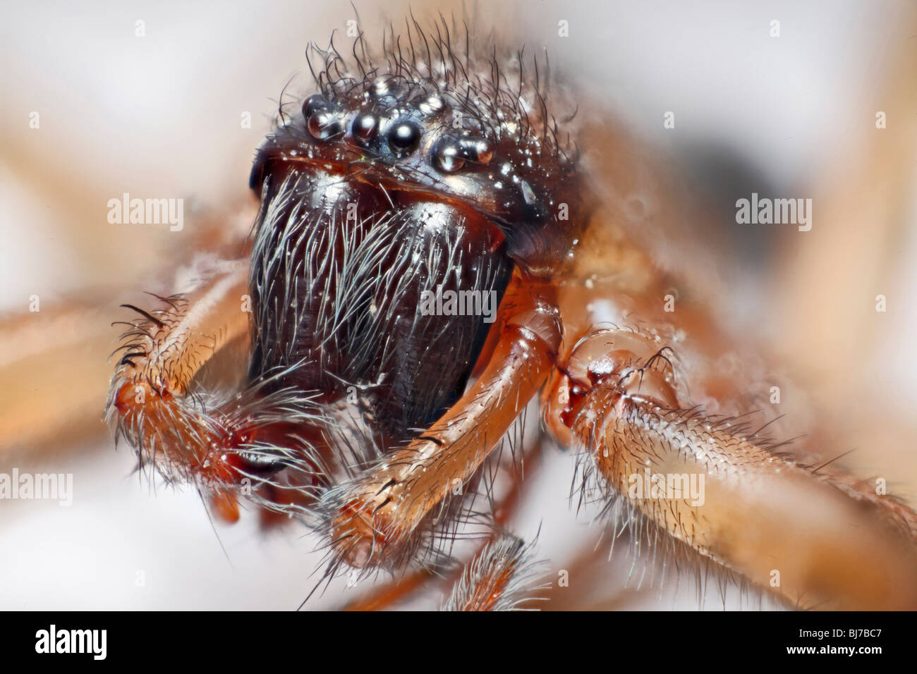 Immagine macro di una casa spider occhi e faccia visto dalla parte anteriore. Tegenaria sp. Foto Stock