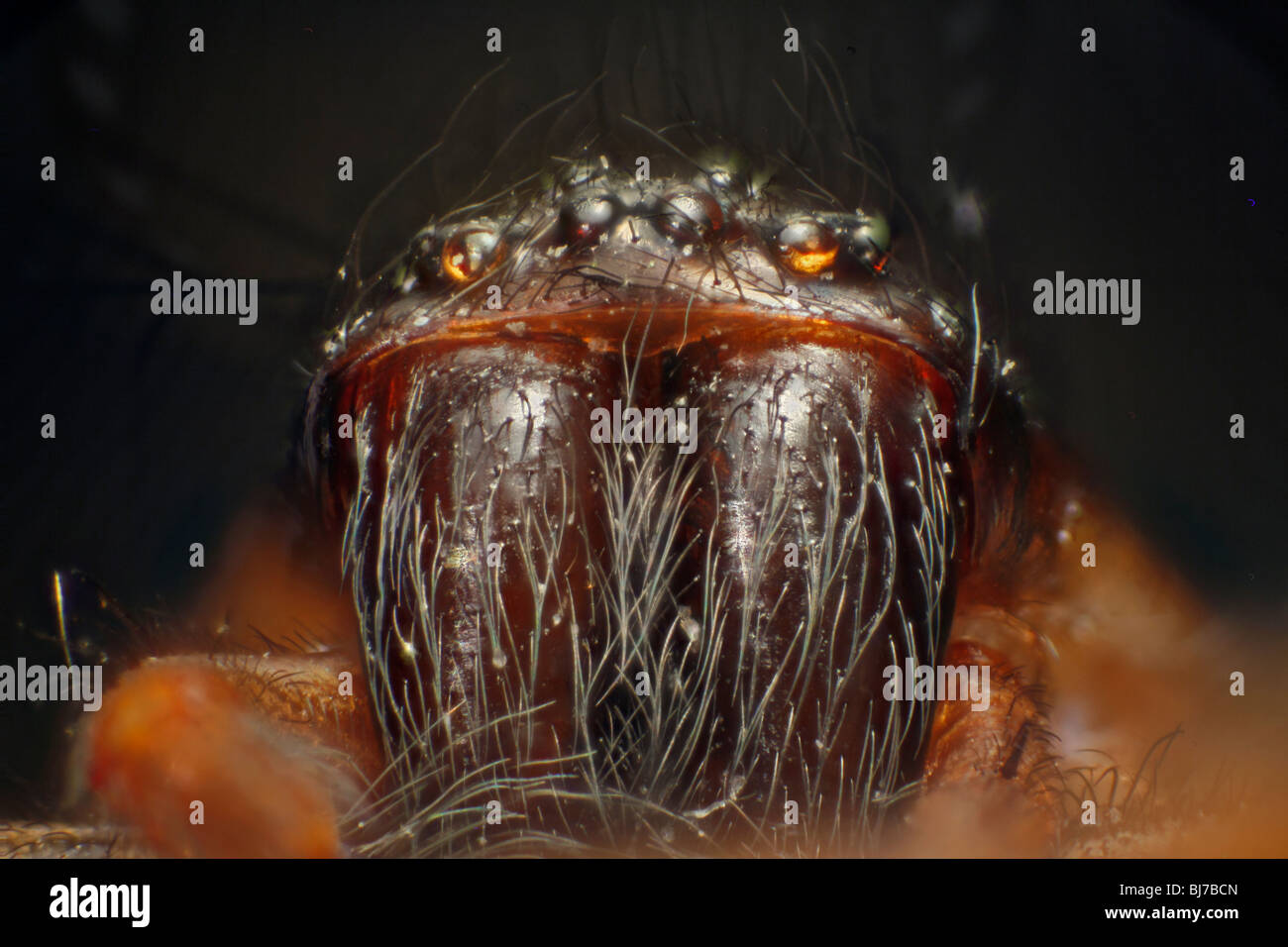 Alta immagine macro di una casa spider occhi e faccia visto dalla parte anteriore. Tegenaria sp. Foto Stock